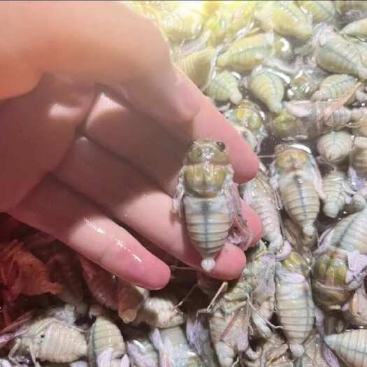 灵宝市杜仲茶树银蝉白蝉绿蝉高蛋白营养高