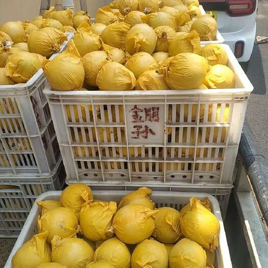 砀山县梨