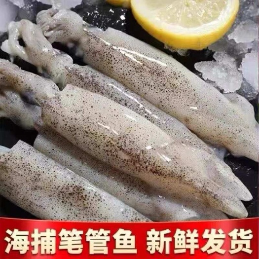 连云港【产地直销】带籽籽乌鲜活速冻笔管墨鱼八爪鱼新鲜灯管鱼小墨鱼仔