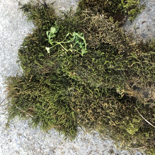 凤凰县长年提供干苔藓，大灰藓，鲜货都有