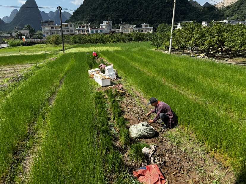 荸荠种苗广西桂林荔浦马蹄苗桂蹄3号种子苗水果马蹄苗