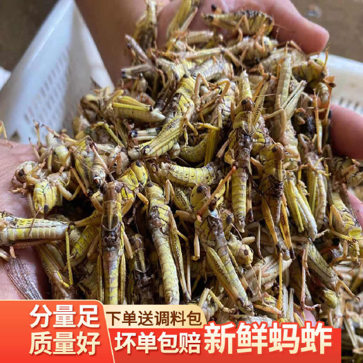 连云港蚂蚱
