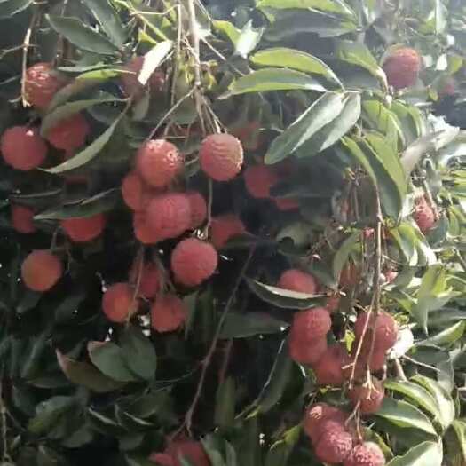 普宁市桂味荔枝