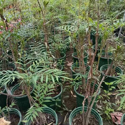 成都十大功劳盆栽熟货