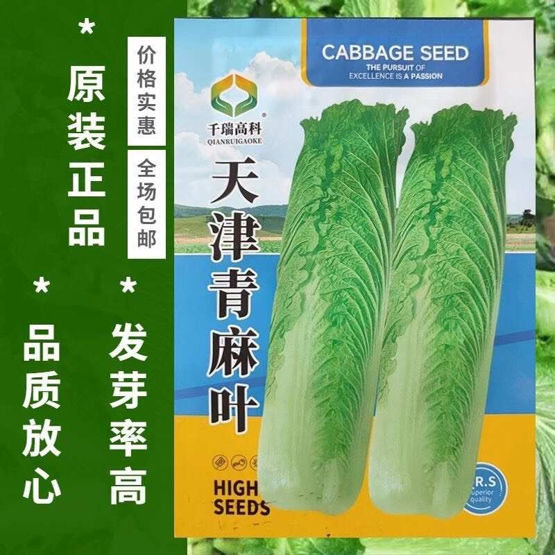 天津青麻叶白菜种子直筒形秋季播蔬菜籽绍菜快菜山东白菜种子