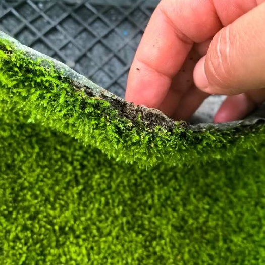  青苔