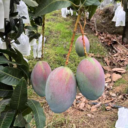 攀枝花攀枝花凯特芒果