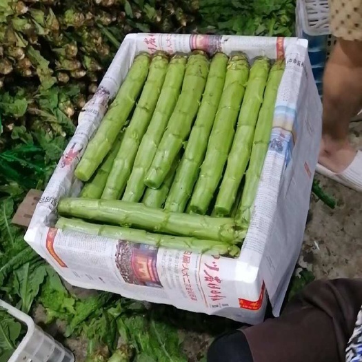 三青莴笋装箱货，供应市场酒店一手货源