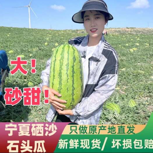 中卫宁夏硒砂瓜石头瓜 产地直发 价格便宜
