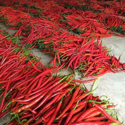 福泉市贵州红辣椒，种植基地，货源充足