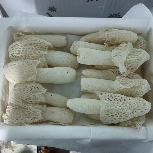 古田县红托竹荪