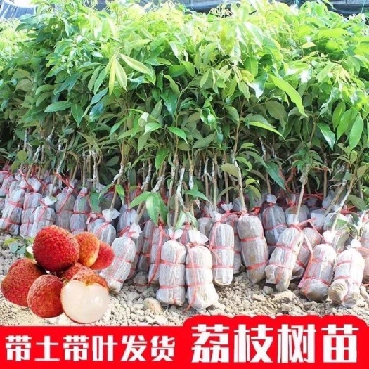 灵山县妃子笑荔枝树苗广西苗圃基地直销的带土带叶发货品种保证一手货源