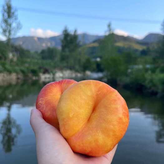 蒙阴县蒙阴蜜桃国家地理标志性产品天然绿色种植，喝沂蒙山山泉水