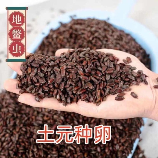鹿邑县土元卵块新鲜卵块出虫率高包教技术