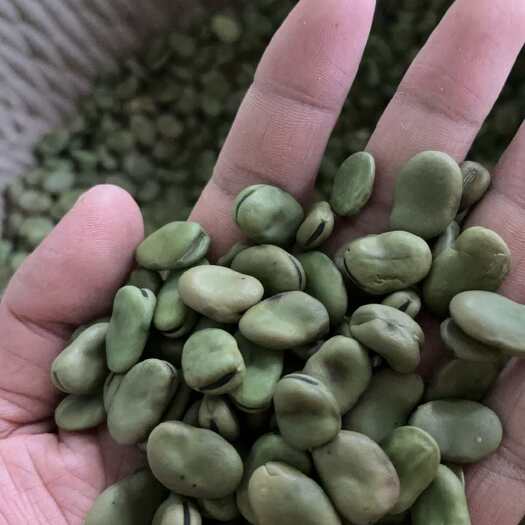 精选青皮蚕豆
