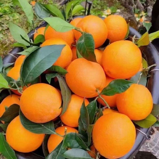 橙子江边夏橙,薄皮多汁,货现采现发一手货源支持视频看货