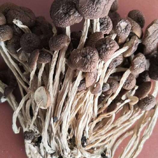 广昌县江西茶树菇、广昌5号茶树菇、基地直供茶树菇、不开伞茶树菇