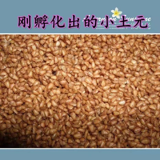 鹿邑县土元幼虫种苗成活率高容易饲养