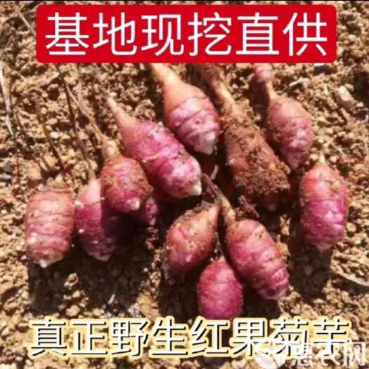 定西菊芋，天然胰岛果，红皮洋姜