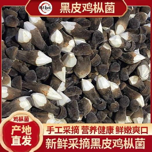 樟树市黑皮鸡枞菌 货源稳定 基地直供 长期供应  食用菌 现采现发