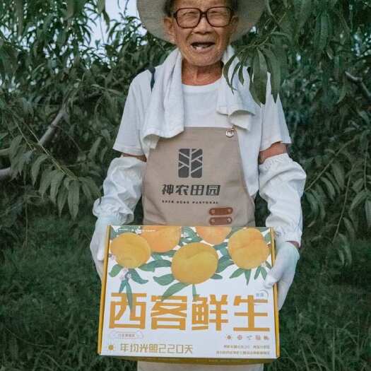 礼泉县黄蟠桃，油潘7号大量上市