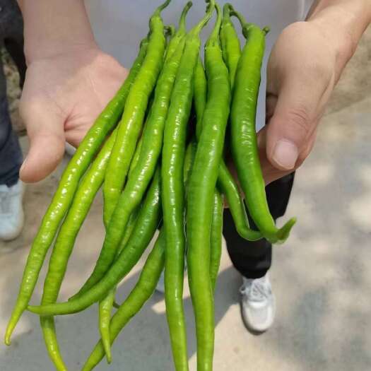 卢氏县精品8号线大量上市