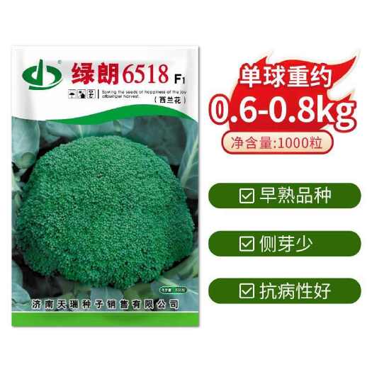 沭阳县西兰花种子天瑞绿朗6518西兰花种籽早熟深绿抗病春秋季播