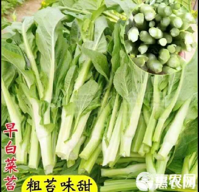 早熟甜脆多芽白菜苔种子杂交早熟侧芽多味甜软白菜心蔬菜四季种植