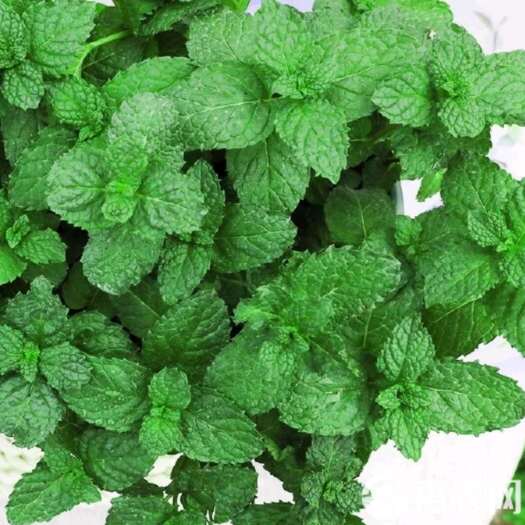 勐海县薄荷新鲜薄荷蔬菜现定现割