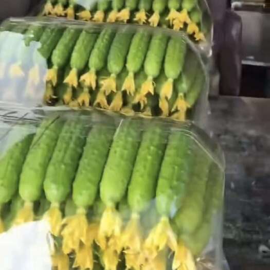 东北旱黄瓜 一件代发 包邮包售后