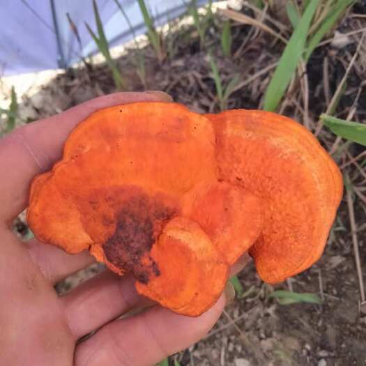 兴义市樟芝  又称血红栓菌 红云芝 天然纯正，保质保量