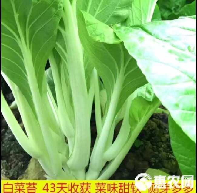 早熟甜脆多芽白菜苔种子杂交早熟侧芽多味甜软白菜心蔬菜四季种植