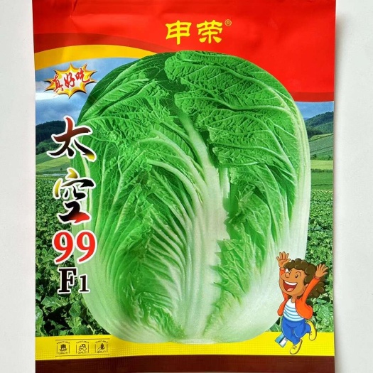 沭阳县精纯太空99大白菜种子高产抗病秋冬季播大白菜种籽孑四季蔬菜种