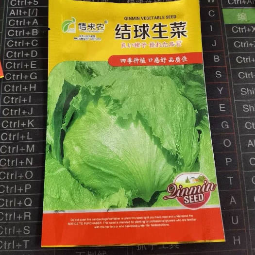 西安结球生菜种子包心球形生菜卷心菜春秋四季阳台盆栽蔬菜种子