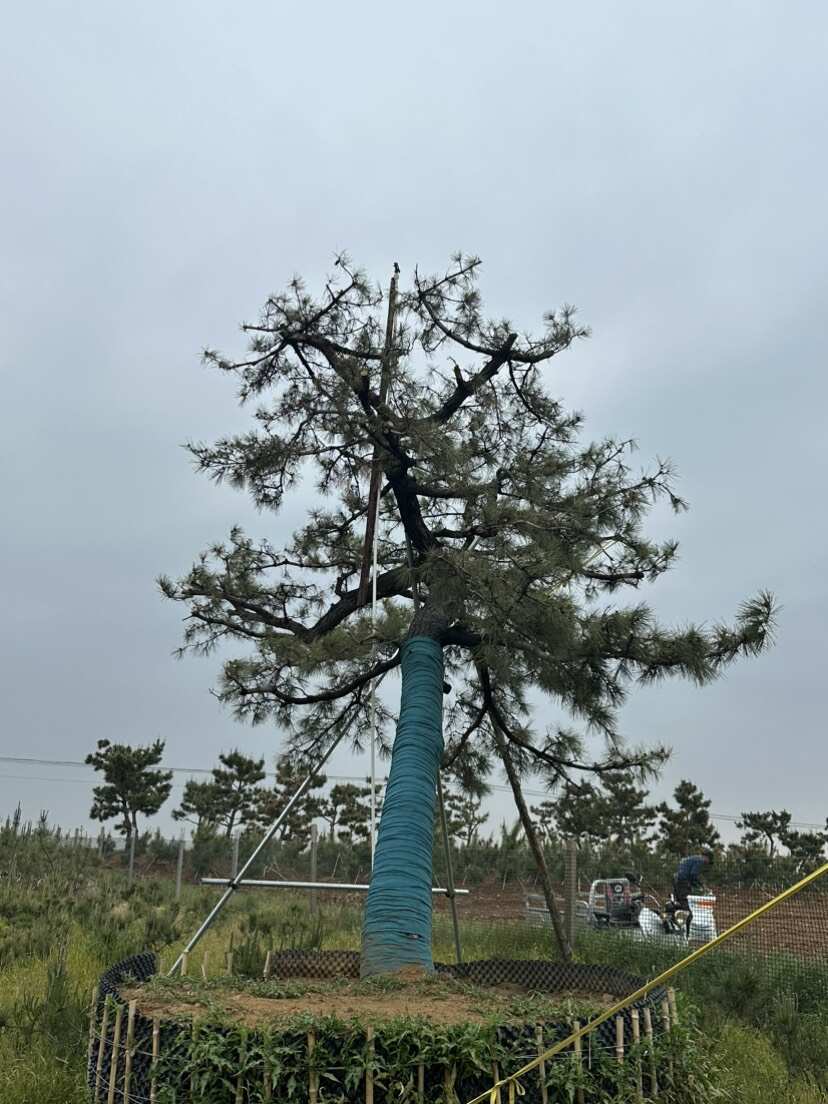 供應(yīng)黑松毛坯 黑松 山東黑松