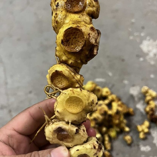 黎平县贵州现挖新鲜黄精鲜货老虎天然黄姜煲汤泡酒
