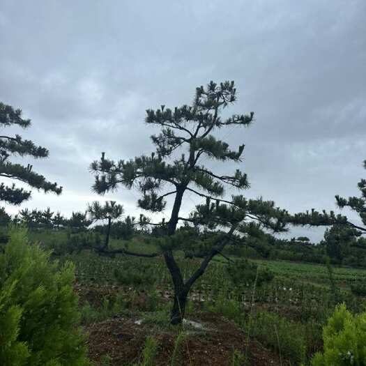 造型黑松 黑松造型