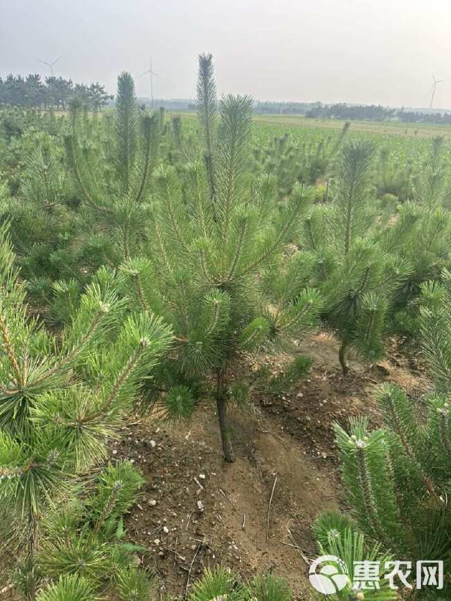 山东批发黑松容器苗 黑松杯苗 黑松苗木