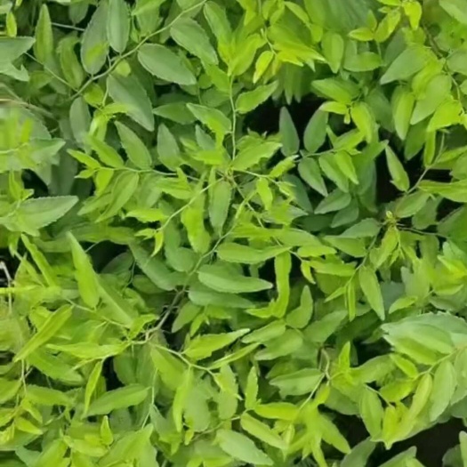 敖汉旗酸枣苗