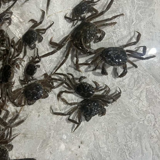 盘山县统货蟹苗，规格齐全，可按需分拣全公全母