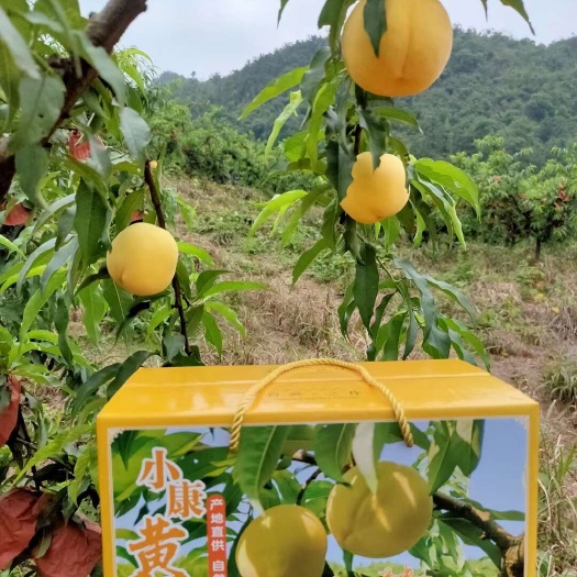 新宁县高山黄桃