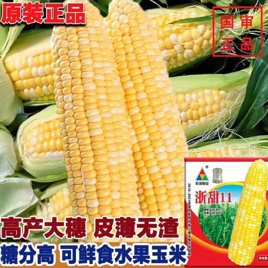 凯里市浙甜11玉米种特大水果金银双色黄甜玉米种超甜水果玉米种籽