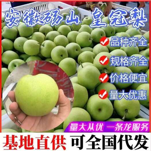 丰县万亩梨园，皇冠梨大量上市，皮薄，肉嫩，汁多，清脆可口