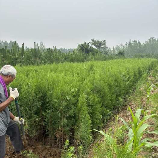 莒南县侧柏树苗基地 批发各种规格侧柏苗 侧柏杯苗 侧柏土球苗