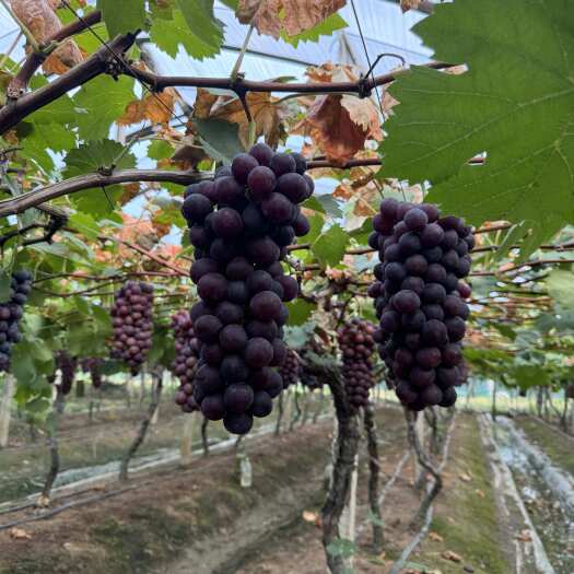 宁波自家种植夏黑葡萄 串头好颗粒大 欢迎询价