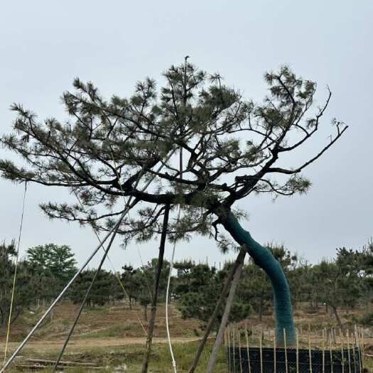 莒南县供应黑松毛坯 黑松 山东黑松