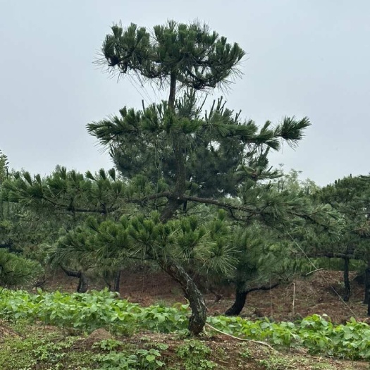 黑松毛坯 造型黑松 黑松