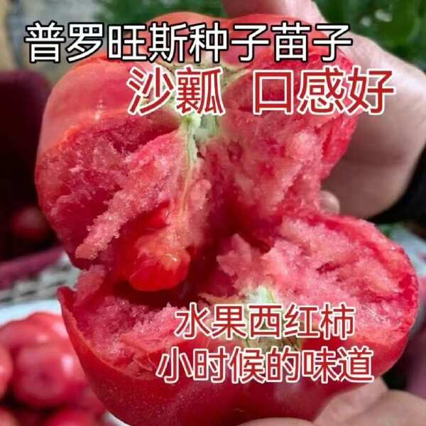 西红柿种子大果硬粉普罗旺斯瑞粉秀妍早春越夏秋延越冬种植