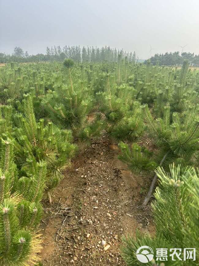 山东批发黑松容器苗 黑松杯苗 黑松苗木