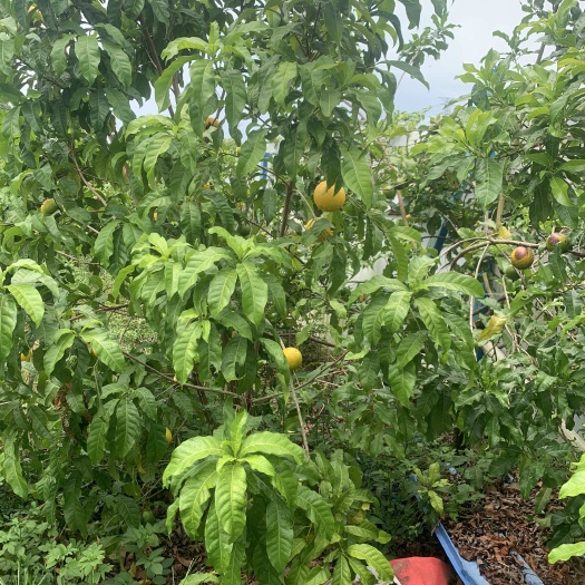 博罗县黄晶果